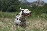 DALMATIEN 374